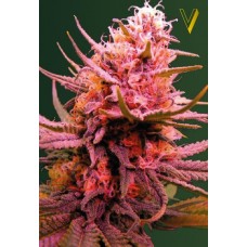 Семена конопли Auto Seemango (Auto Somango) Автофеминизированные Victory seeds